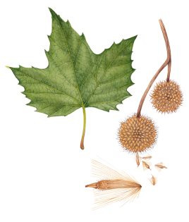 London plane Platanus × acerifolia leaf and seeds