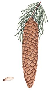 Norway spruce Picea abies cone