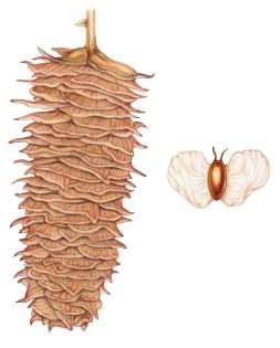 Silver birch seeds Betula pendula   -SOLD-