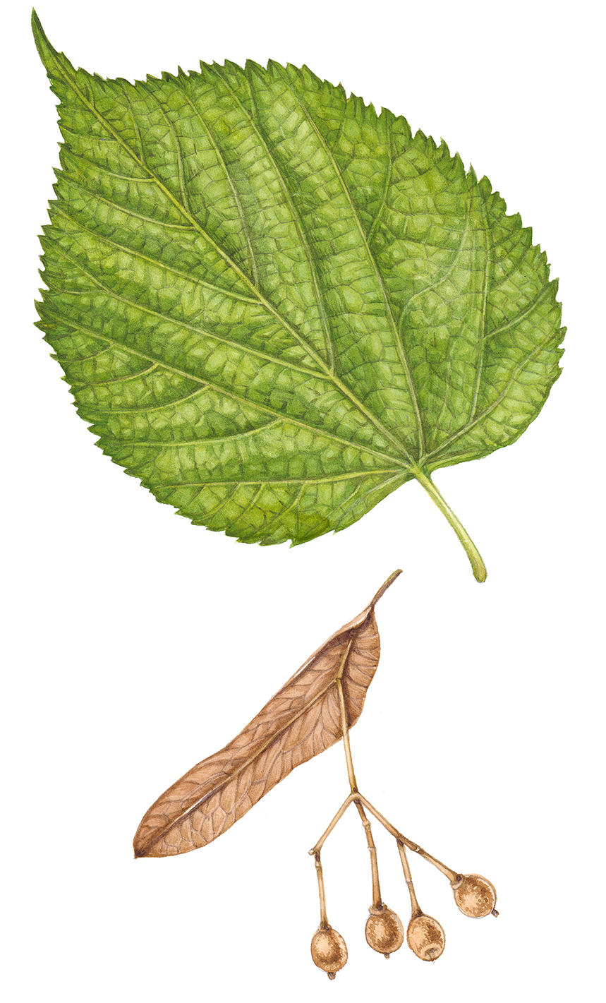 Small-leaved Lime leaf and seeds Tilia cordata - Lizzie Harper