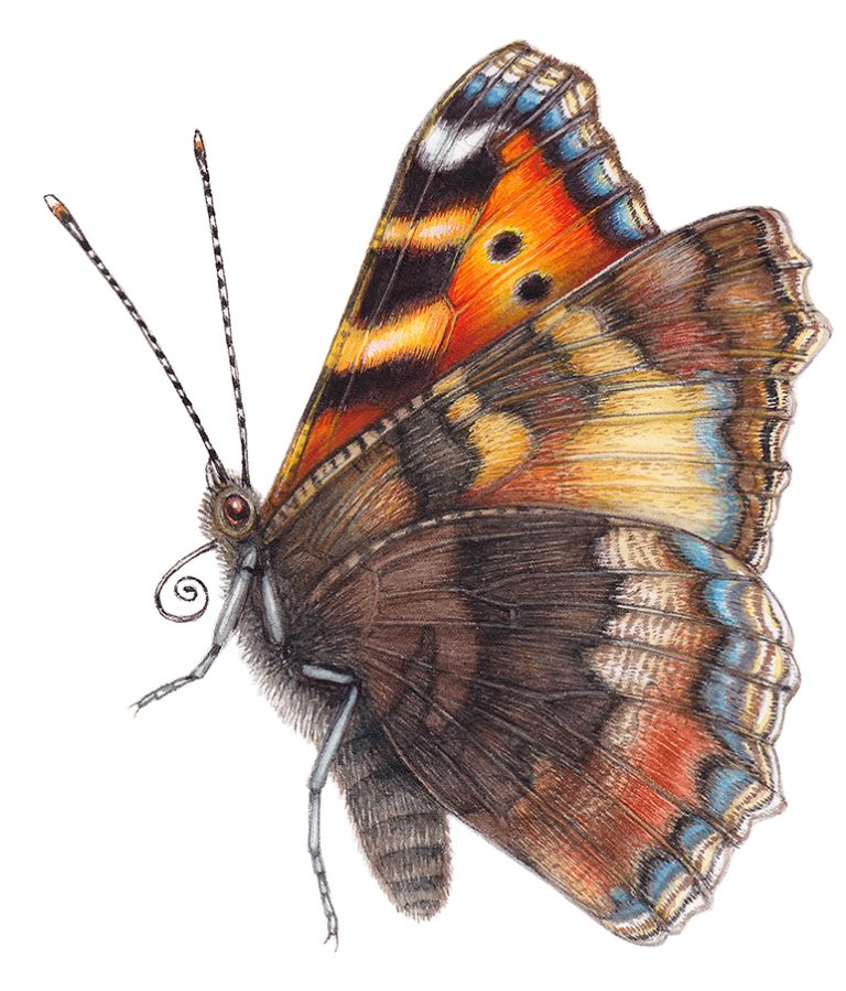 Small tortoiseshell butterfly Aglais urticae - Lizzie Harper