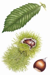 Sweet chestnut Castanea sativa