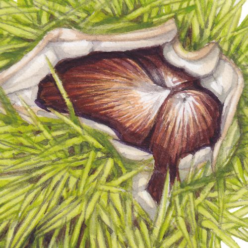 sweet chestnut