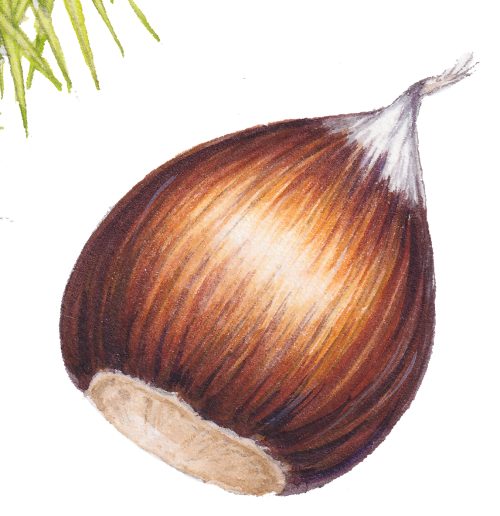 sweet chestnut