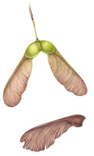 Sycamore Acer pseudoplatanus winged seeds