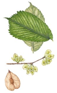 Wych Elm Ulmus glabra leaf and seeds