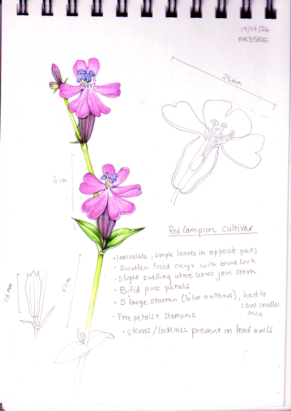 Wildflower families: Caryophyllaceae, the Campion family - Lizzie Harper