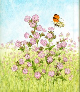 Red Campion with Orange-tip butterfly