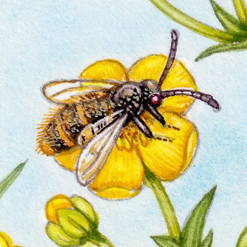 Meadow buttercups