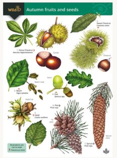 FSC Autumn Fruits & Seeds fold out chart