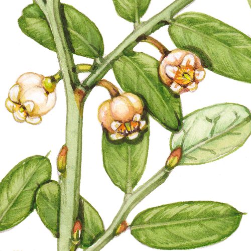 Red huckleberry