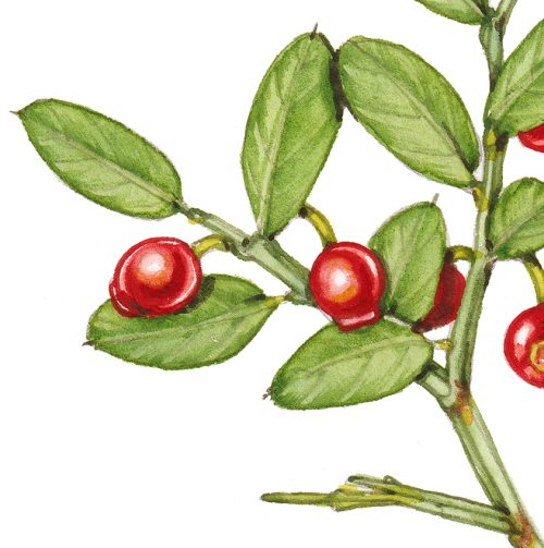 Red huckleberry