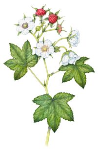 Thimbleberry Rubus parviflorus