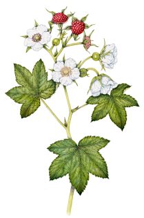 Thimbleberry Rubus parviflorus