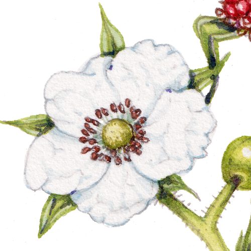 Thimbleberry