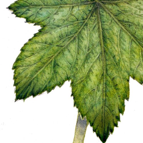 Thimbleberry