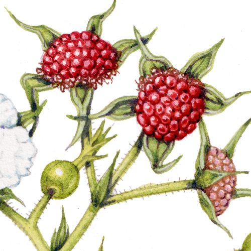 Thimbleberry