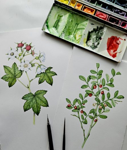 Red huckleberry