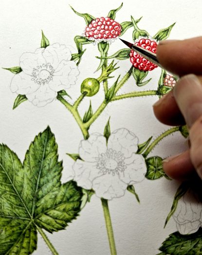 Thimbleberry