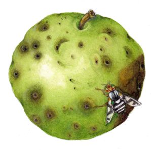 Adult Apple maggot Rhagoletis pomonella on apple