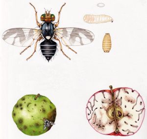 Sheet on Apple maggot fly Rhagoletis pomonella