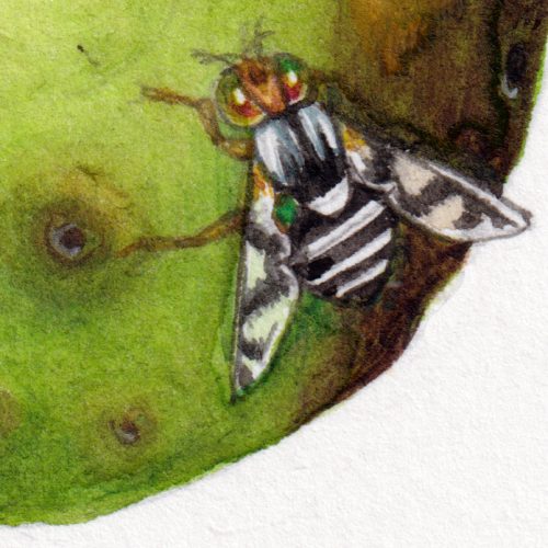 apple maggot