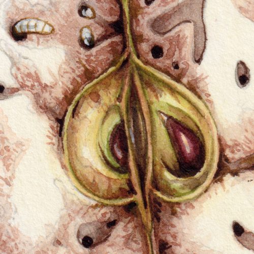 apple maggot