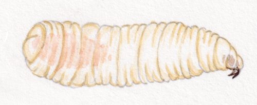 apple maggot