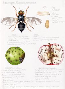 Invasive Insects Sketchbook Study Sheets