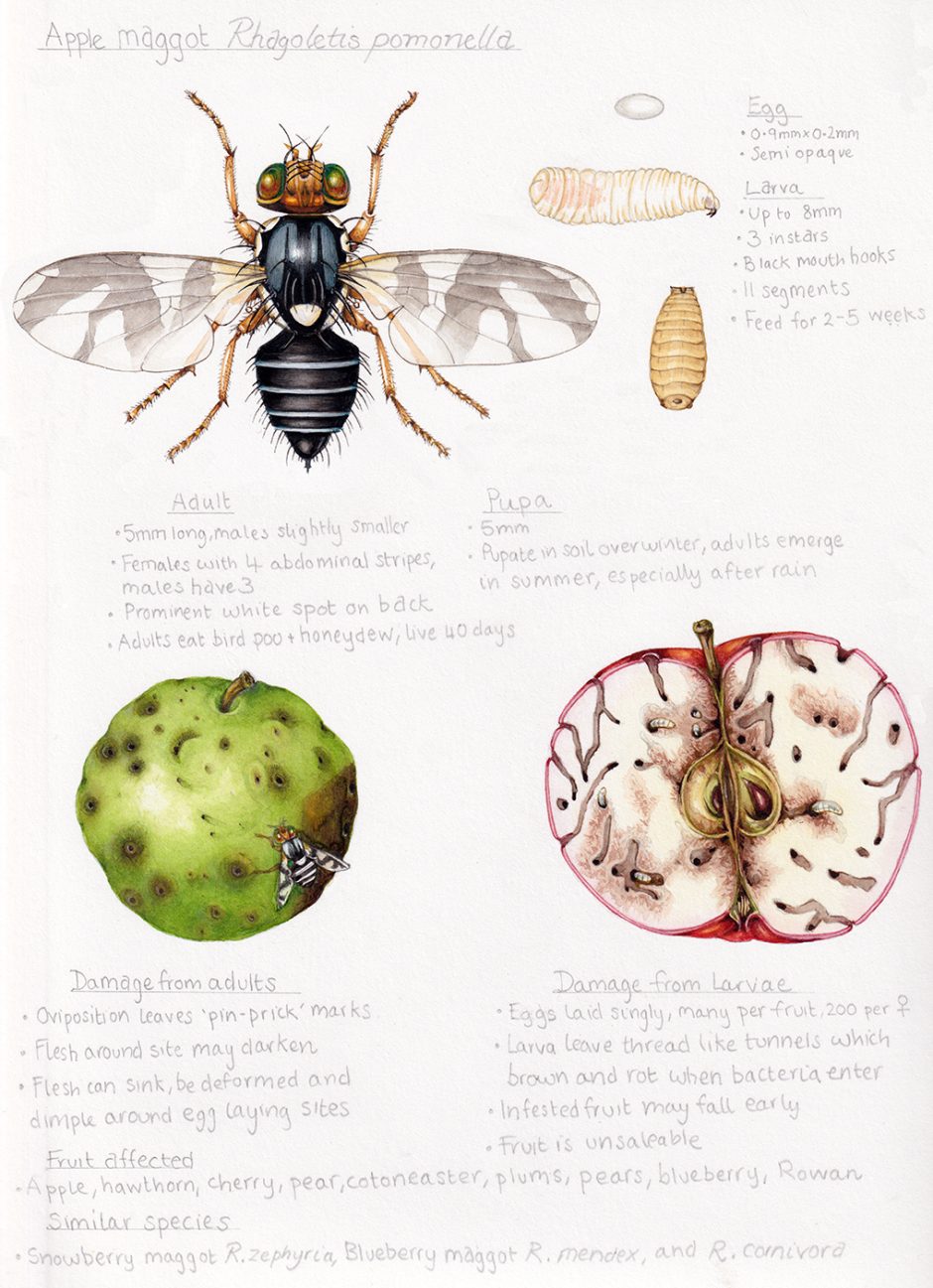 Invasive Insects Sketchbook Study Sheets - Lizzie Harper