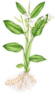 Arrowroot Maranta arundinacea