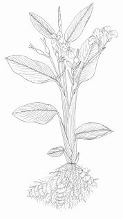 Arrowroot Maranta arundinacea pen and ink