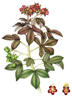 Bellyache bush Bodycutter Jatropha gossypiifolia