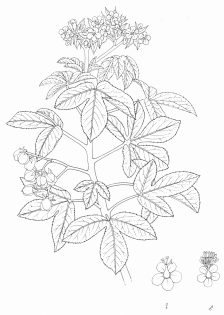 Bellyache bush Bodycutter Jatropha gossypiifolia pen and ink