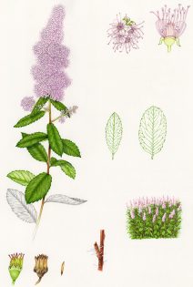 Sketchbook study of Bridewort Spiraea salicifolia