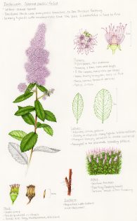 Bridewort Spiraea salicifolia study sheet
