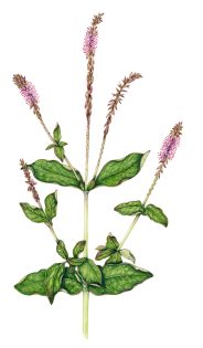 Devil’s horsewhip Achyranthes aspera