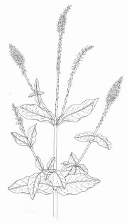 Devil’s horsewhip Achyranthes aspera pen and ink