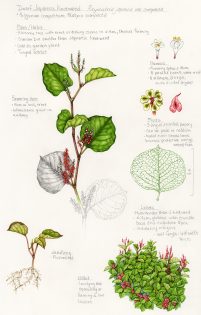 Dwarf Japanese knotweed Reynoutria japonica compacta Sketch
