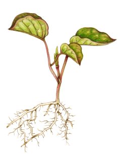 Seedling of Dwarf Japanese knotweed plant