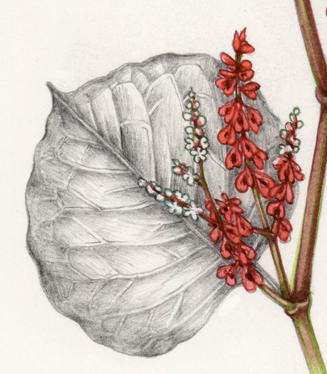 dwarf
