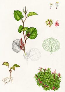 Dwarf Japanese knotweed study sheet