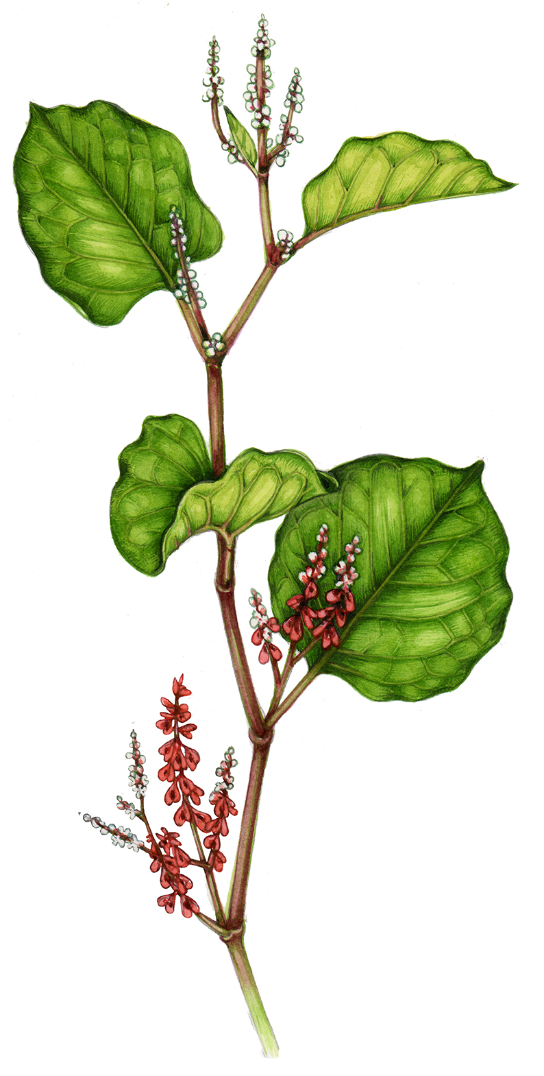 Invasive plant