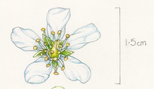 dwarf serviceberry