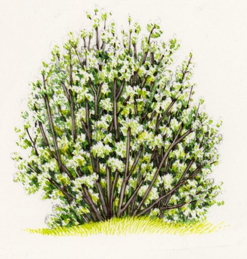 dwarf serviceberry
