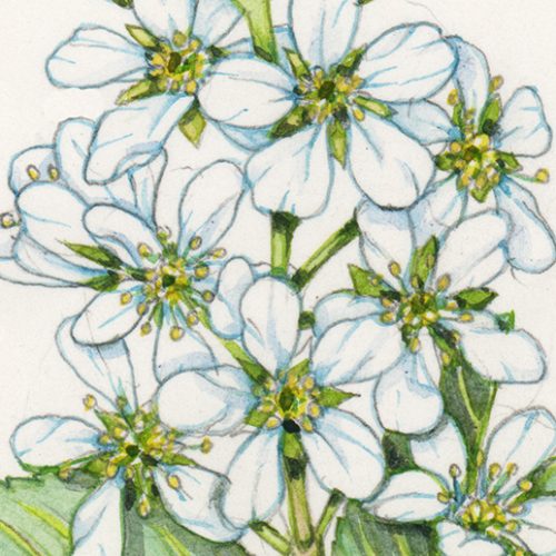 dwarf serviceberry
