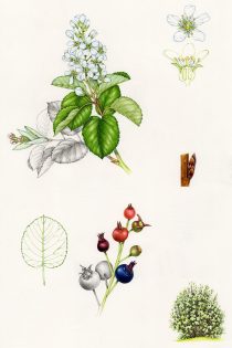 Amelanchier spicata Dwarf serviceberry sketchbook study sheet