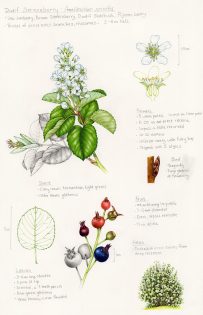 Dwarf serviceberry Amelanchier spicata sketchbook study