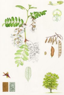 Black locust Robinia pseudoacacia study sheet