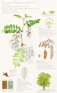 Notes & illustrations of False acacia